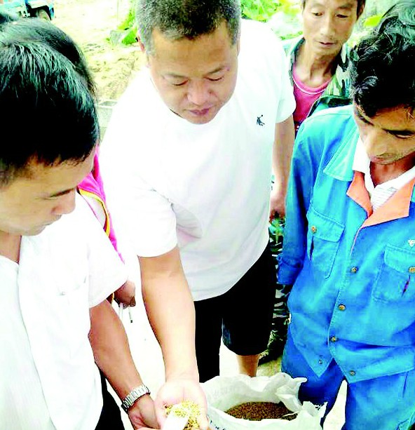 开化粮食银行 质检员在抽检稻谷品质